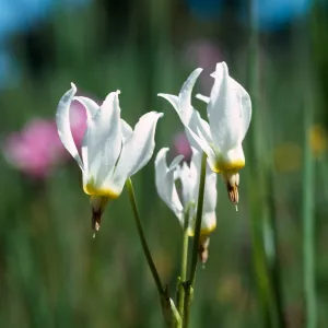 white shooting stars, Los Alamos