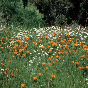 Cream cups, California Poppies, Sainz Ranch