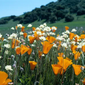 California Poppies & Cream cups, Sainz Ranch