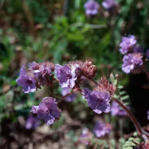 Phacelia distans, Cat Canyon Oil Field