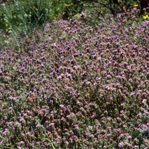 Phacelia distans, Cat Canyon Oil Field