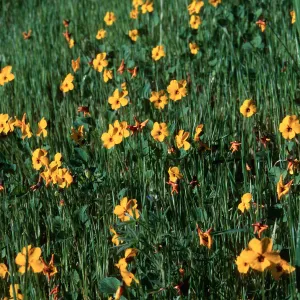 Los Alamos Ranch