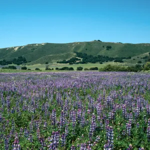 Los Alamos Ranch (Lupine)