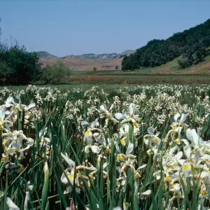 Los Alamos, marsh