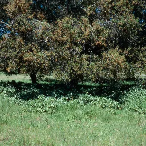 Los Alamos