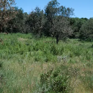 Los Alamos
