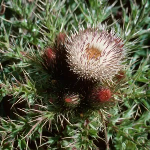 Cirsium loncholepsis, Las Flores Ranch