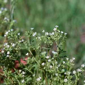 Las Flores Ranch