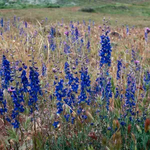 Larkspur, Cottonwood