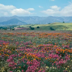 Cottonwood wildflowers