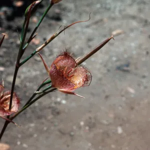 Calochortus weedeii