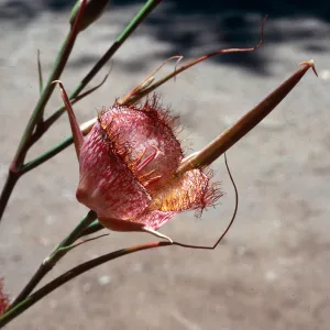 Calochortus weedeii
