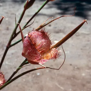 Calochortus weedeii