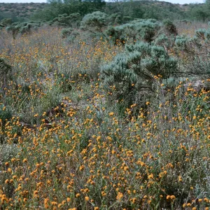 Dune Lakes