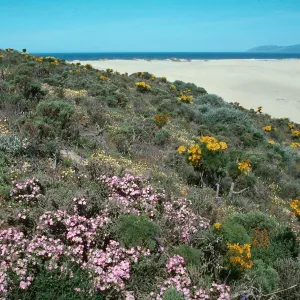 Coreopsis hill, Oso Flaco Beach