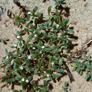 Cryptantha, Guadalupe Dunes