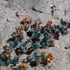 Lotus, Guadalupe Dunes