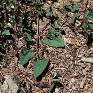 Atriplex hastata, Guadalupe Dunes