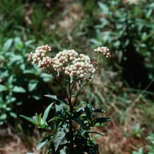 Baccharis, marsh, Guadalupe Dunes