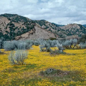 Ozena Valley