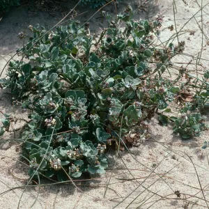Dithyrea maritima, Spectaclepod, Guadalupe dunes