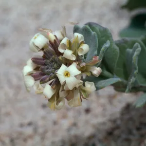 Dithyrea maritima, Spectaclepod, Guadalupe dunes