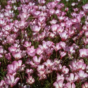Clarkia, Klipstein Canyon