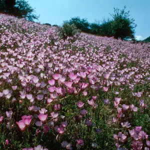 Clarkia, Klipstein Canyon