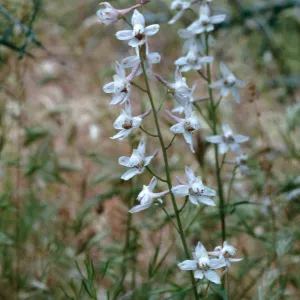 Larkspur, Corral Canyon, Highway 33