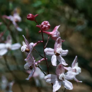 Larkspur, Corral Canyon, Highway 33