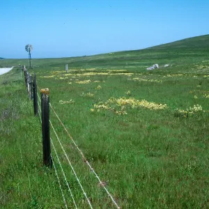 Yellow Butter and Eggs, Triphysaria eriantha, Turri Rd