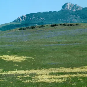 Yellow Butter and Eggs, Triphysaria eriantha, Turri Rd