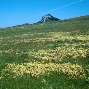 Yellow Butter and Eggs, Triphysaria eriantha, Turri Rd