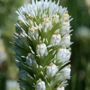 Owl's clover, Turri Rd