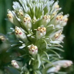 Owl's clover, Turri Rd