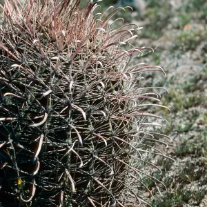 Organ Pipe Cactus Nat. Monument
