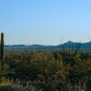 Organ Pipe Cactus Nat. Monument