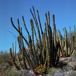 Organ Pipe Cactus Nat. Monument, Arizona