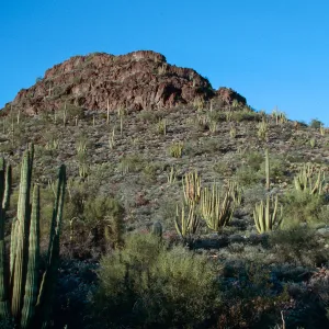 Organ Pipe Cactus Nat. Monument