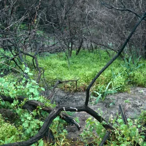 Burn area, Lopez