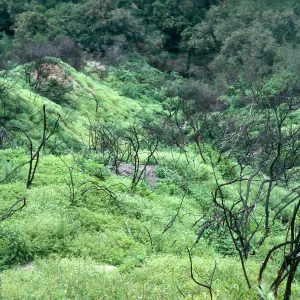 Burn area, Lopez