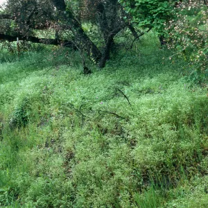 Burn area, Lopez