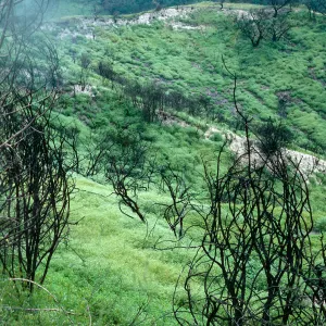 Burn area, Lopez