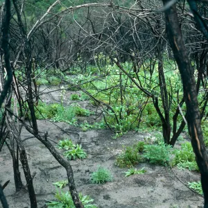 Burn area, Lopez