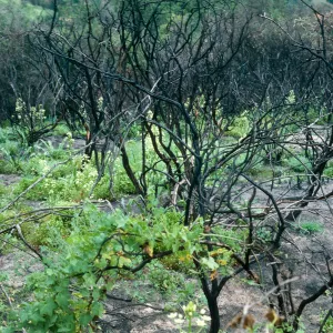 Burn area, Lopez