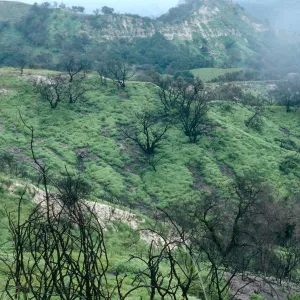 Burn area, Lopez