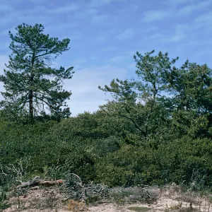 Orcutt Hill, Orcutt, Calif.