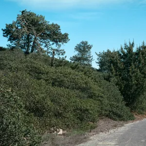 Orcutt Hill, Orcutt, Calif.