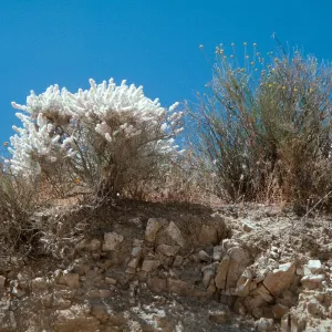 Mule Fat, Bacharis salicifolia, Caliente