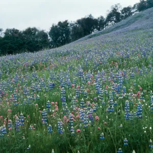 to Hi Mountain (Lupine)